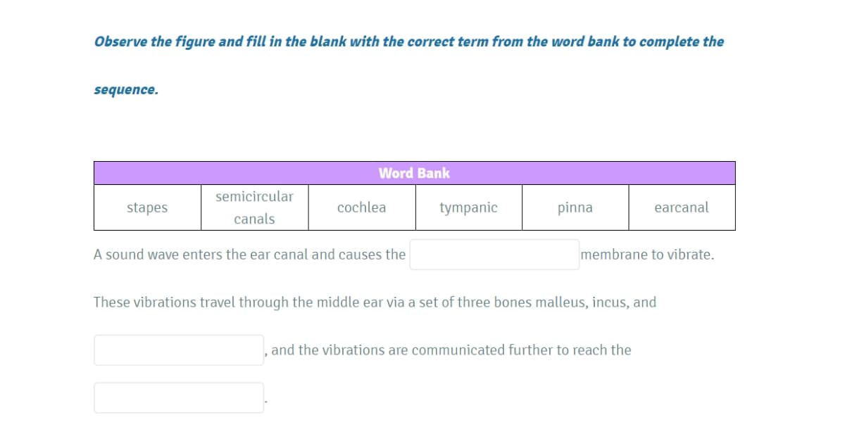 Observe the figure and fill in the blank with the correct term from the word bank to complete the
sequence.
Word Bank
semicircular
stapes
cochlea
tympanic
pinna
earcanal
canals
A sound wave enters the ear canal and causes the
membrane to vibrate.
These vibrations travel through the middle ear via a set of three bones malleus, incus, and
and the vibrations are communicated further to reach the

