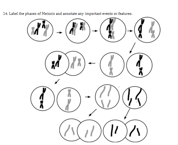 14. Label the phases of Meiosis and annotate any important events or features.
9--0-
