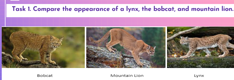 Task 1. Compare the appearance of a lynx, the bobcat, and mountain lion.
Bobcat
Mountain Lion
Lynx
