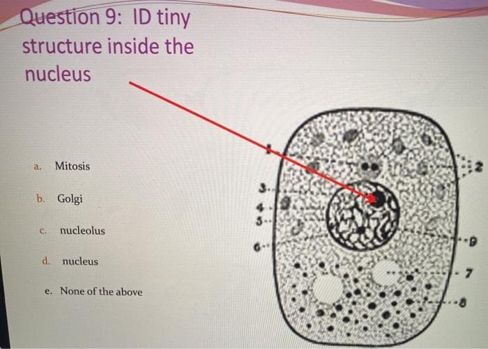 Question 9: ID tiny
structure inside the
nucleus
a.
Mitosis
3.
b. Golgi
4.
3-
C.
nucleolus
d. nucleus
e. None of the above
