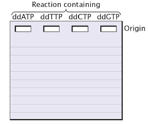 Reaction containing
'ddATP ddTTP ddCTP ddGTP
Origin
