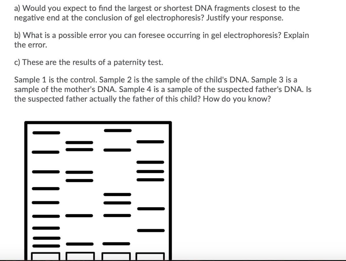 a) Would you expect to find the largest or shortest DNA fragments closest to the
negative end at the conclusion of gel electrophoresis? Justify your response.
b) What is a possible error you can foresee occurring in gel electrophoresis? Explain
the error.
c) These are the results of a paternity test.
Sample 1 is the control. Sample 2 is the sample of the child's DNA. Sample 3 is a
sample of the mother's DNA. Sample 4 is a sample of the suspected father's DNA. Is
the suspected father actually the father of this child? How do you know?
