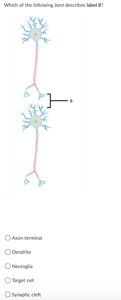 Which of the following best describes label 8?
Axon terminal
Dendrite
Neuroglia
Target cell
Synaptic cleft

