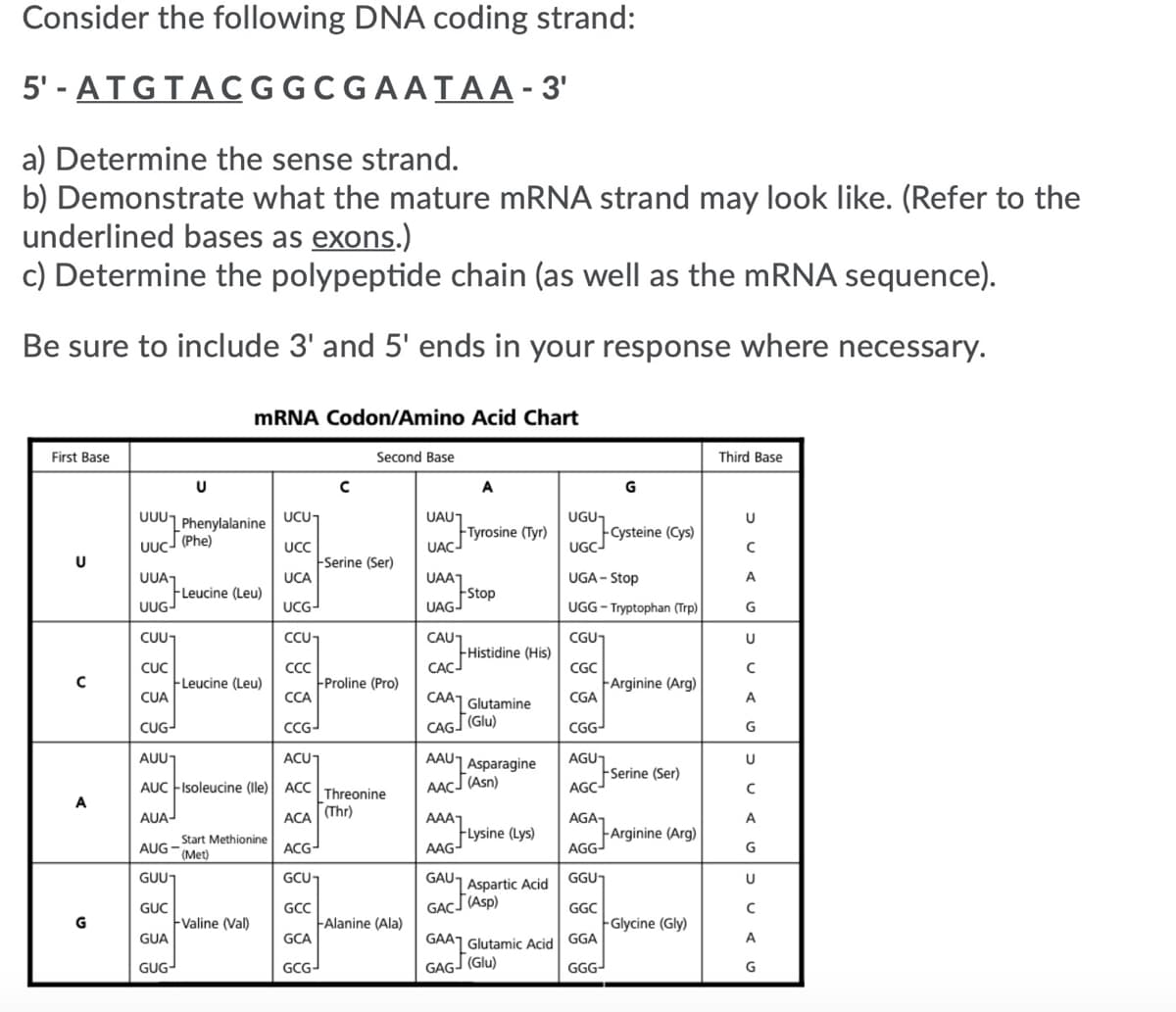 Consider the following DNA coding strand:
5' - ATGTACGGCGAATAA-3'
a) Determine the sense strand.
b) Demonstrate what the mature MRNA strand may look like. (Refer to the
underlined bases as exons.)
c) Determine the polypeptide chain (as well as the MRNA sequence).
Be sure to include 3' and 5' ends in your response where necessary.
MRNA Codon/Amino Acid Chart
First Base
Second Base
Third Base
A
G
UCU¬
UAU1
FTyrosine (Tyr)
UACJ
UUU1
Phenylalanine
UGU,
FCysteine (Cys)
UGC-
UUC-
(Phe)
UC
Serine (Ser)
UCA
UGA - Stop
UUA1
FLeucine (Leu)
UUGJ
UAAT
A
UCG-
Stop
UAGJ
UGG - Tryptophan (Trp)
G
CAU1
Histidine (His)
CAC
CUUT
CCU1
CGUT
U
CUC
FLeucine (Leu)
CUA
CGC
Proline (Pro)
CCA
FArginine (Arg)
CGA
CAA1 Glutamine
A
CAG (Glu)
CGG-
CUG-
CCGJ
G
AGUT
FSerine (Ser)
AGC-
AUUT
ACU1
AAUT
U
| Asparagine
AACJ (Asn)
AUC FIsoleucine (lle) ACC
Threonine
(Thr)
A
AUA-
ACA
AAA1
AGA7
A
Start Methionine
(Met)
FLysine (Lys)
AAG-
FArginine (Arg)
AGG-
AUG
ACG-
G
GUUT
GCU
GAU,
GGUT
U
Aspartic Acid
GACJ (Asp)
GUC
GCC
GGC
G
Fvaline (Val)
FAlanine (Ala)
Glycine (Gly)
GUA
GCA
GAAJ Glutamic Acid GGA
A
GAGJ (Glu)
GGG-
GUG-
GCG-
G

