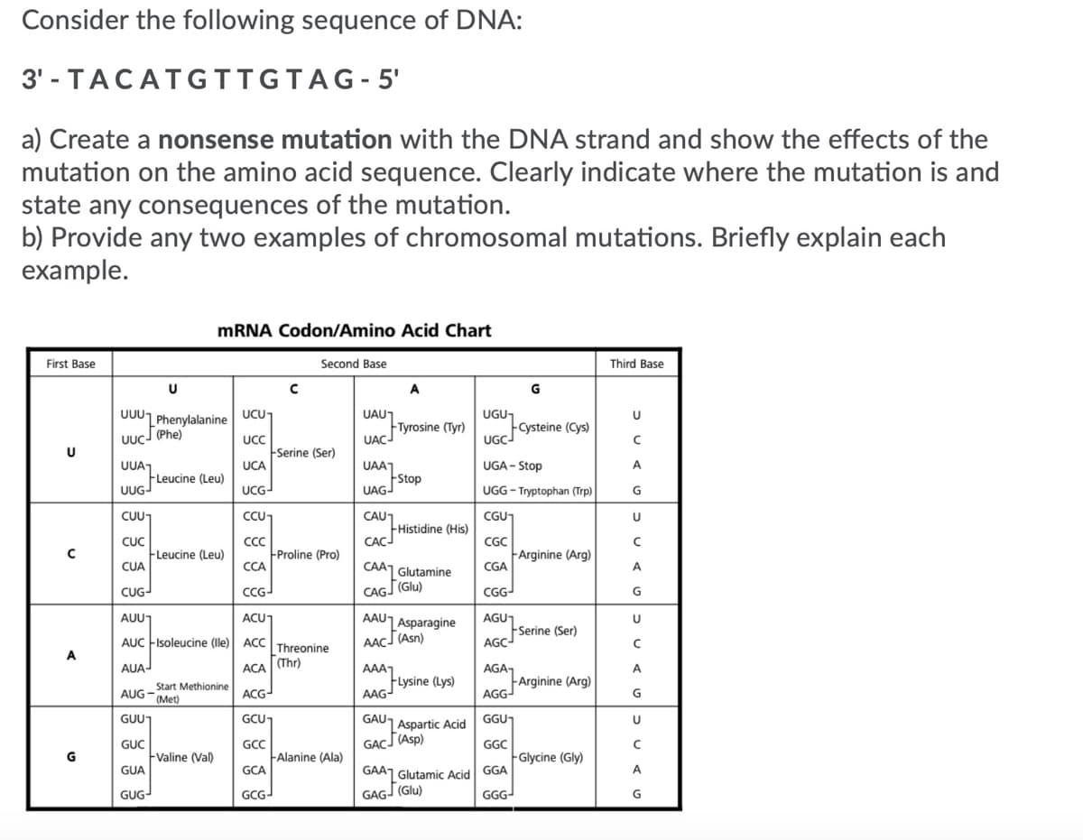 Consider the following sequence of DNA:
3' - TACATGTTGTAG-5'
a) Create a nonsense mutation with the DNA strand and show the effects of the
mutation on the amino acid sequence. Clearly indicate where the mutation is and
state any consequences of the mutation.
b) Provide any two examples of chromosomal mutations. Briefly explain each
example.
MRNA Codon/Amino Acid Chart
First Base
Second Base
Third Base
A
000L Phenylalanine UCU
UUCJ (Phe)
UAU1
Tyrosine (Tyr)
UACJ
UGUT
UGCysteine (Cys)
UCC
Serine (Ser)
UCA
UUA,
FLeucine (Leu)
UUGJ
UGA - Stop
A
UAA1
Fstop
UAGJ
UCG-
UGG - Tryptophan (Trp)
CAU1
FHistidine (His)
CAC
CUUT
CCU1
CGU1
CUC
FLeucine (Leu)
CỦA
CC
Proline (Pro)
CCA
CGC
FArginine (Arg)
CGA
CAA1 Glutamine
A
CUG-
CCG-
CAGJ (Glu)
CGG-
AUU
AAU1 Asparagine
AAC (Asn)
ACUT
AGUT
U
Serine (Ser)
AGC-
AUC FIsoleucine (le) ACC Threonine
A
AUAJ
АСА
(Thr)
AAA1
FLysine (Lys)
AAG-
AGA,
FArginine (Arg)
AGG-
A
Start Methionine
AUG -
(Met)
ACG-
G
GAUJ Aspartic Acid
GAC(Asp)
GUU-
GCU
GGU
U
GUC
Fvaline (Val)
GUA
GCC
FAlanine (Ala)
GGC
G
Glycine (Gly)
GCA
GAA1 Glutamic Acid GGA
A
GUG-
GCG-
GAGJ (Glu)
GGG-
G
