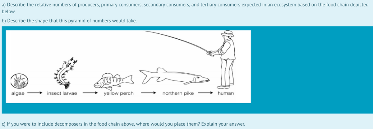 a) Describe the relative numbers of producers, primary consumers, secondary consumers, and tertiary consumers expected in an ecosystem based on the food chain depicted
below.
b) Describe the shape that this pyramid of numbers would take.
algae
insect larvae
yellow perch
northern pike
human
c) If you were to include decomposers in the food chain above, where would you place them? Explain your answer.