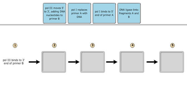 pol III moves 5
to 3', adding DNA
nucleotides to
pol I replaces
primer A with
pol I binds to 5
end of primer A
DNA ligase links
fragments A and
DNA
primer B
pol III binds to 3'
end of primer B
