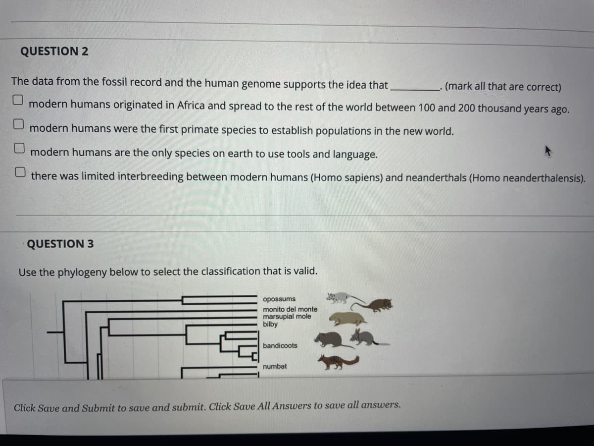 QUESTION 2
The data from the fossil record and the human genome supports the idea that,
(mark all that are correct)
modern humans originated in Africa and spread to the rest of the world between 100 and 200 thousand years ago.
modern humans were the first primate species to establish populations in the new world.
modern humans are the only species on earth to use tools and language.
there was limited interbreeding between modern humans (Homo sapiens) and neanderthals (Homo neanderthalensis).
QUESTION 3
Use the phylogeny below to select the classification that is valid.
opossums
monito del monte
marsupial mole
bilby
bandicoots
numbat
Click Save and Submit to save and submit. Click Save All Answers to save all answers.
