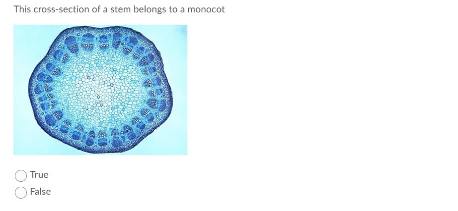This cross-section of a stem belongs to a monocot
True
False
