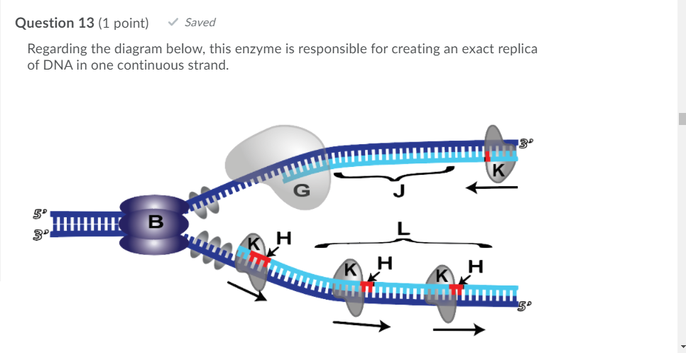 Question 13 (1 point)
V Saved
Regarding the diagram below, this enzyme is responsible for creating an exact replica
of DNA in one continuous strand.
13°
5°
B
H
