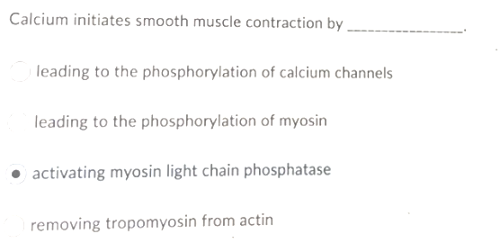 Calcium initiates smooth muscle contraction by
leading to the phosphorylation of calcium channels
leading to the phosphorylation of myosin
• activating myosin light chain phosphatase
removing tropomyosin from actin
