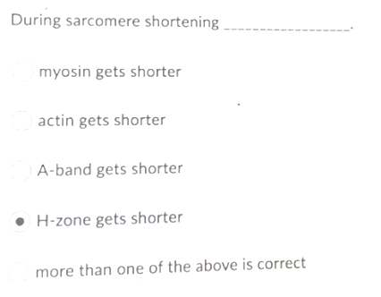 During sarcomere shortening
myosin gets shorter
actin gets shorter
A-band gets shorter
• H-zone gets shorter
more than one of the above is correct
