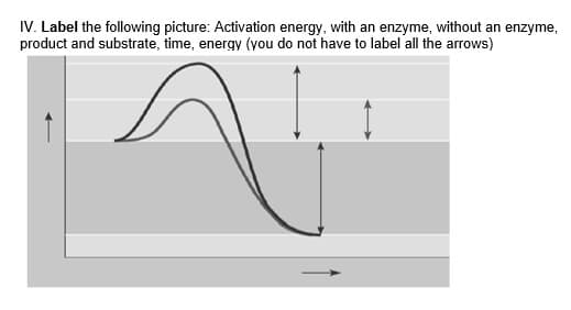 IV. Label the following picture: Activation energy, with an enzyme, without an enzyme,
product and substrate, time, energy (vyou do not have to label all the arrows)
