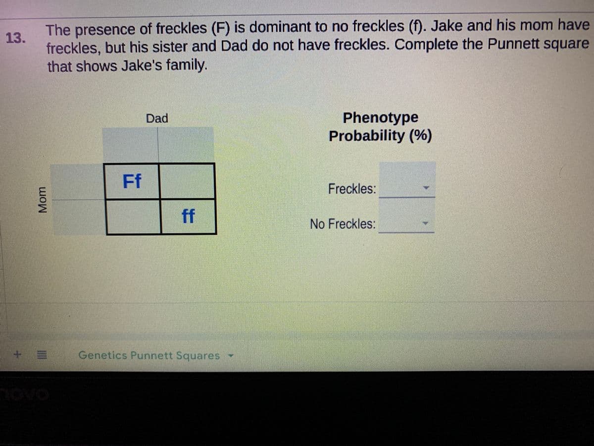 The presence of freckles (F) is dominant to no freckles (f). Jake and his mom have
freckles, but his sister and Dad do not have freckles. Complete the Punnett square
that shows Jake's family.
13.
Phenotype
Probability (%)
Dad
Ff
Freckles:
ff
No Freckles:
Genetics Punnett Squares
OVO
