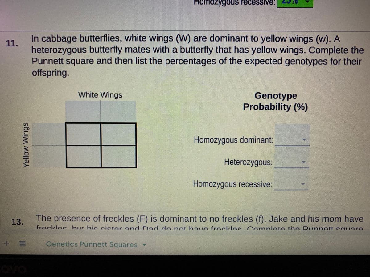 Homozygous recessive! 2978
In cabbage butterflies, white wings (W) are dominant to yellow wings (w). A
11.
heterozygous butterfly mates with a butterfly that has yellow wings. Complete the
Punnett square and then list the percentages of the expected genotypes for their
offspring.
White Wings
Genotype
Probability (%)
Homozygous dominant:
my
Heterozygous:
Homozygous recessive:
13.
The presence of freckles (F) is dominant to no freckles (f). Jake and his mom have
frockloe hut hie eictor and Dad do not havo frookloc
mnloto the Diinnott cAuaro
Genetics Punnett Squares -
ovo
Yellow Wings
