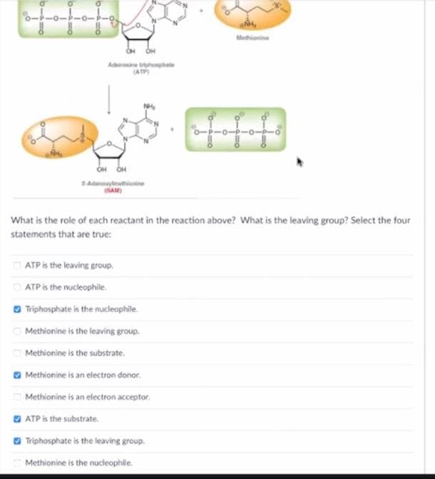 Methionine
Adenosine hopher
(ATP)
SAdnoytnutionine
(SAM)
What is the role of each reactant in the reaction above? What is the leaving group? Select the four
statements that are true:
ATP is the leaving group.
ATP is the nucleophile.
O Triphosphate is the nucleophile.
Methionine is the leaving group.
O Methionine is the substrate.
O Methionine is an electron donor.
Methionine is an electron acceptor.
O ATP is the substrate.
O Triphosphate is the leaving group.
Methionine is the nucleophile.
