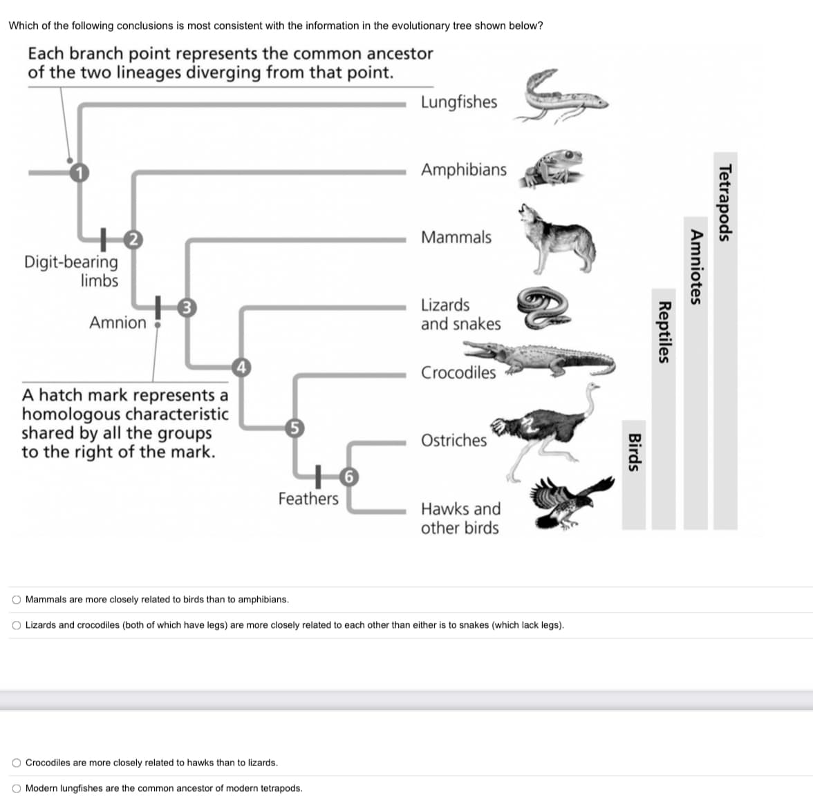 Which of the following conclusions is most consistent with the information in the evolutionary tree shown below?
Each branch point represents the common ancestor
of the two lineages diverging from that point.
Lungfishes
Amphibians
Mammals
Digit-bearing
limbs
Lizards
and snakes
Amnion
Crocodiles
A hatch mark represents a
homologous characteristic
shared by all the groups
to the right of the mark.
Ostriches
Feathers
Hawks and
other birds
O Mammals are more closely related to birds than to amphibians.
O Lizards and crocodiles (both of which have legs) are more closely related to each other than either is to snakes (which lack legs).
O Crocodiles are more closely related to hawks than to lizards.
O Modern lungfishes are the common ancestor of modern tetrapods.
Tetrapods
Amniotes
Reptiles
Birds
