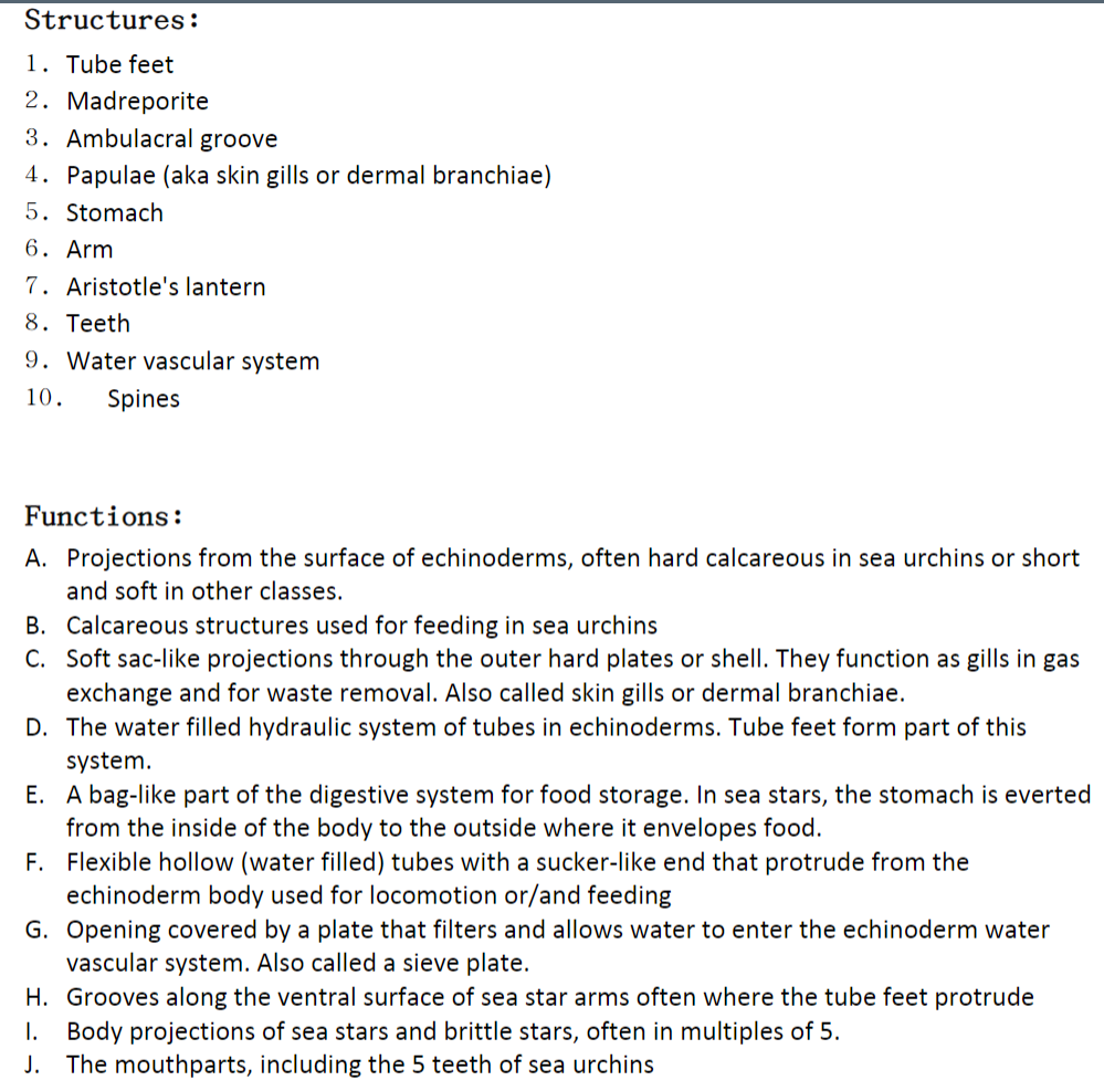 Structures:
1. Tube feet
2. Madreporite
3. Ambulacral groove
4. Papulae (aka skin gills or dermal branchiae)
5. Stomach
6. Arm
7. Aristotle's lantern
8. Teeth
9. Water vascular system
10.
Spines
Functions:
A. Projections from the surface of echinoderms, often hard calcareous in sea urchins or short
and soft in other classes.
B. Calcareous structures used for feeding in sea urchins
C. Soft sac-like projections through the outer hard plates or shell. They function as gills in gas
exchange and for waste removal. Also called skin gills or dermal branchiae.
D. The water filled hydraulic system of tubes in echinoderms. Tube feet form part of this
system.
E. A bag-like part of the digestive system for food storage. In sea stars, the stomach is everted
from the inside of the body to the outside where it envelopes food.
F. Flexible hollow (water filled) tubes with a sucker-like end that protrude from the
echinoderm body used for locomotion or/and feeding
G. Opening covered by a plate that filters and allows water to enter the echinoderm water
vascular system. Also called a sieve plate.
H. Grooves along the ventral surface of sea star arms often where the tube feet protrude
Body projections of sea stars and brittle stars, often in multiples of 5.
J. The mouthparts, including the 5 teeth of sea urchins
I.
