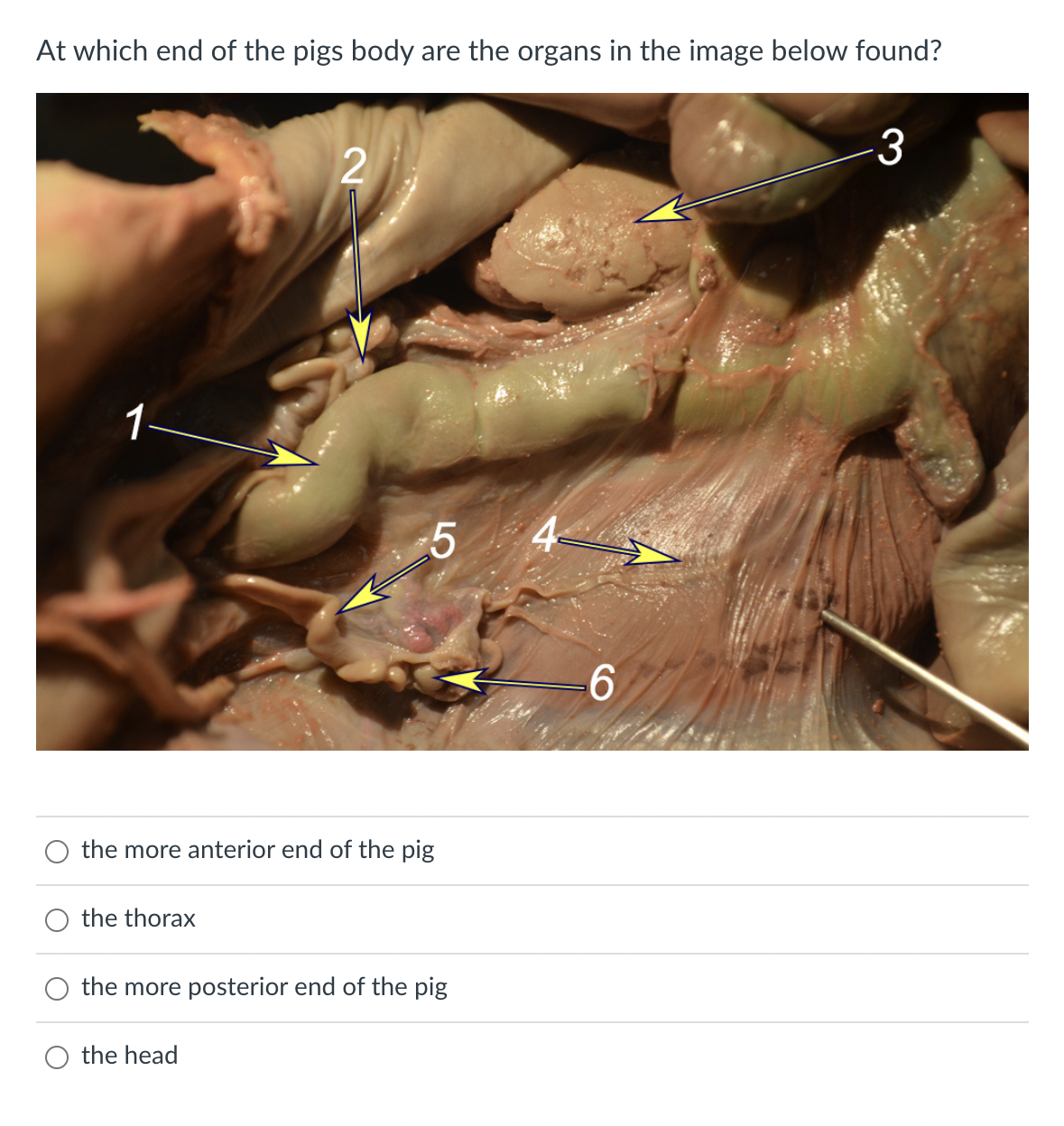 At which end of the pigs body are the organs in the image below found?
1
the thorax
2
the more anterior end of the pig
5
the head
the more posterior end of the pig
4-
6
-3