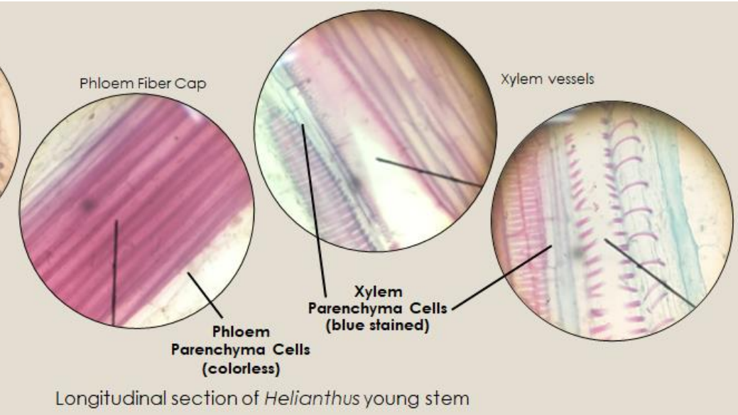 Phloem Fiber Cap
Xylem vessels
Xylem
Parenchyma Cells
(blue stained)
Phloem
Parenchyma Cells
(colorless)
Longitudinal section of Helianthus young stem
