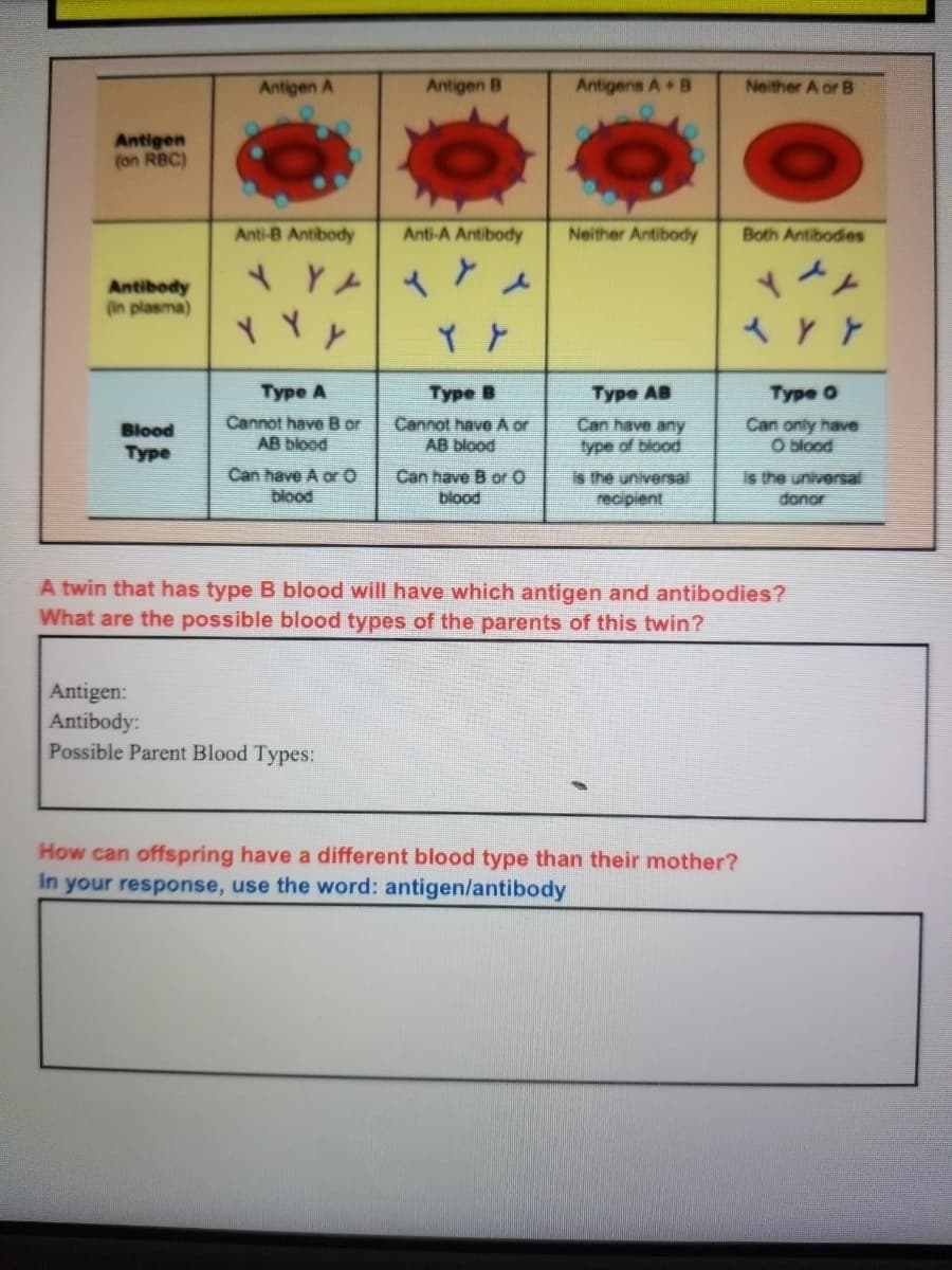 Antigen A
Antigen B
Antigens A B
Neither A or B
Antigen
(on RBC)
Anti-B Antibody
Anti-A Antibody
Neither Antibody
Both Antibodies
Antibody
(in plasma)
*と
Туре A
Туре
Туре АВ
Type O
Cannot have B or
AB blood
Cannot have A or
AB blood
Can have any
Can only have
O blood
Blood
Туре
type of blood
Can have A or O
blood
Can have B or 0
is the universal
recipient
blood
donor
A twin that has type B blood will have which antigen and antibodies?
What are the possible blood types of the parents of this twin?
Antigen:
Antibody:
Possible Parent Blood Types:
How can offspring have a different blood type than their mother?
In your response, use the word: antigen/antibody
