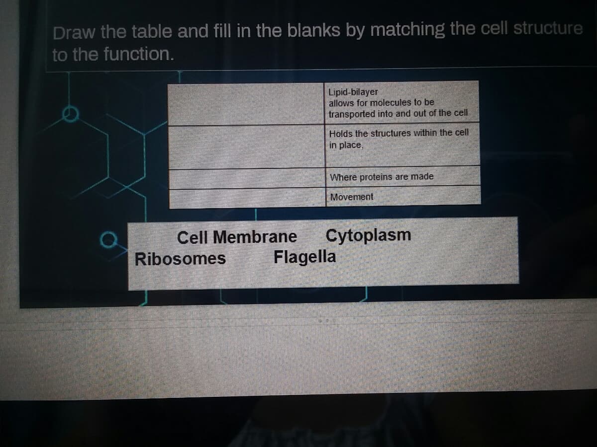 Draw the table and fill in the blanks by matching the cell structure
to the function.
Lipid-bilayer
allows for molecules to be
transported into and out of the cell
Holds the structures within the cell
in place,
Where proteins are made
Movement
Cell Membrane
Ribosomes
Cytoplasm
Flagella
