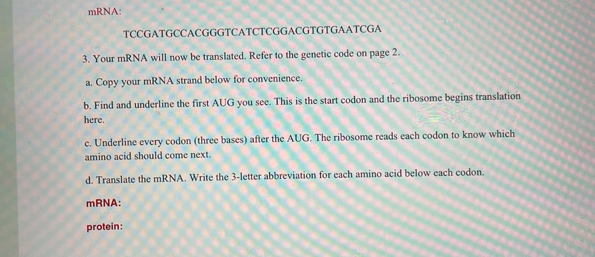 mRNA:
TCCGATGCCACGGGTCATCTCGGACGTGTGAATCGA
3. Your mRNA will now be translated. Refer to the genetic code on page 2.
a. Copy your mRNA strand below for convenience.
b. Find and underline the first AUG you see. This is the start codon and the ribosome begins translation
here.
c. Underline every codon (three bases) after the AUG. The ribosome reads each codon to know which
amino acid should come next.
d. Translate the mRNA. Write the 3-letter abbreviation for each amino acid below each codon.
MRNA:
protein:
