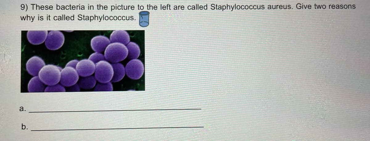9) These bacteria in the picture to the left are called Staphylococcus aureus. Give two reasons
why is it called Staphylococcus.
a.
b.
