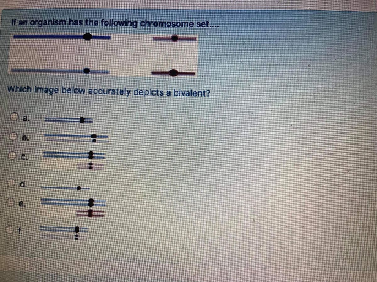 If an organism has the following chromosome set...
Which image below accurately depicts a bivalent?
O a.
Ob.
c.
O d.
O e.

