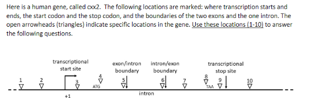 Here is a human gene, called cxx2. The following locations are marked: where transcription starts and
ends, the start codon and the stop codon, and the boundaries of the two exons and the one intron. The
open arrowheads (triangles) indicate specific locations in the gene. Use these locations (1-10) to answer
the following questions.
1
2
transcriptional
start site
+1
3
Ĵ
ATG
exon/intron intron/exon
boundary boundary
intron
transcriptional
stop site
9
8
TAA
10