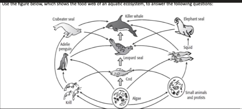 Use the igure below, which shows the food web of an aquatic ecosystem, to answer the following questions:
Killer whale
Elephant seal
Crabeater seal
Adelie
penguin
Squid
Leopard seal
Cod
Small animals
and protists
Algae
Krill
