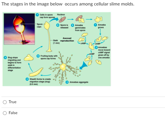 The stages in the image below occurs among cellular slime molds.
Cells in spore
Nucleus
cap form spores
O spore is
Amoeba
Amoeba
caps
released
germinate
from spore
Asexual
Stak reproduction
(1 mm)
CAMP
CAMP
Amoebas
move toward
CAMP signal
given off by
one amoeba
CAMP
Fruiting body with
spore cap forma
O Slug stops
migrating and
begins to form
stalk in
differentiation
stage
Sheath forms to creste
migration stage (slug)
(0.5 mm)
Amoebes aggregate
True
False
