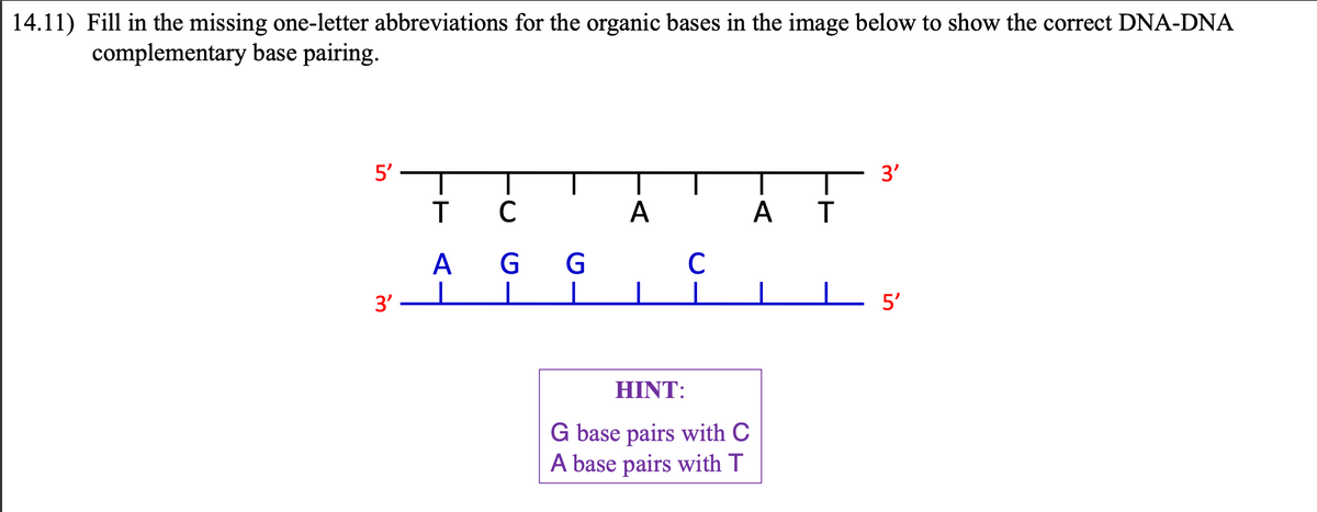 14.11) Fill in the missing one-letter abbreviations for the organic bases in the image below to show the correct DNA-DNA
complementary base pairing.
in
3'
T
A
C
G G
A
C
HINT:
G base pairs with C
A base pairs with T
A T
3'
5'