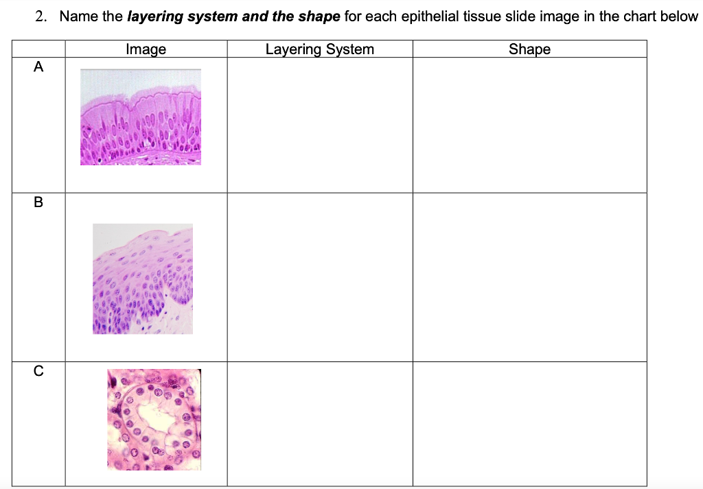 2. Name the layering system and the shape for each epithelial tissue slide image in the chart below
Image
Layering System
Shape
A
B