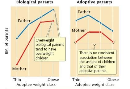 Biological parents
Adoptive parents
Father
Father
Mother
Overweight
biological parents
tend to have
overweight
children.
There is no consistent
association between
the weight of children
and that of their
Mother
adoptive parents.
Thin
Obese
Thin
Obese
Adoptee weight class
Adoptee weight class
BMI of parents
