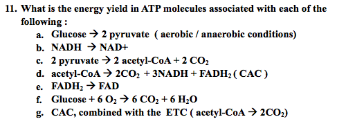 11. What is the energy yield in ATP molecules associated with each of the
following :
a. Glucose > 2 pyruvate ( aerobic / anaerobic conditions)
b. NADH → NAD+
c. 2 pyruvate > 2 acetyl-CoA + 2 CO2
d. acetyl-CoA > 2CO, + 3NADH + FADH; ( CAC )
e. FADH2 → FAD
f. Glucose + 6 02 > 6 CO2 + 6 H20
g. CAC, combined with the ETC ( acetyl-CoA → 2CO2)
