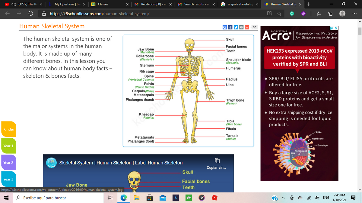 D 4) (1277) The Rd
My Questions | ba x
A Classes
M Recibidos (60) - er
M Search results - eu
© scapula skeletal sy x
8 Human Skeletal S
+
A https://k8schoollessons.com/human-skeletal-system/
Human Skeletal System
57
Acro
BIOSYSTEMS
Recombinant Proteins
for Biopharma Industry
The human skeletal system is one of
Skull
the major systems in the human
body. It is made up of many
different bones. In this lesson you
Facial bones
Jaw Bone
(Mandible)
HEK293 expressed 2019-nCoV
proteins with bioactivity
verified by SPR and BLI
Teeth
Collarbone
(Clavicle)
Shoulder blade
(Scapula)
Sternum
can know about human body facts -
Humerus
Rib cage
skeleton & bones facts!
Spine
(Vertebral Column)
* SPR/ BLI/ ELISA protocols are
Radius
Pelvis
(Pelvic Girdle)
Carpals (Wrist)
Metacarpals
Ulna
offered for free.
* Buy a large size of ACE2, S, S1,
S RBD proteins and get a small
Phalanges (hand)
Thigh bone
(Femur)
size one for free.
* No extra shipping cost if dry ice
shipping is needed for liquid
products.
Kneecap
(Patella)
Tibia
(Shin bone)
Kinder
Fibula
Spike
Tarsals
(Ankle)
Metatarsals
Membrane
Phalanges (foot)
Year 1
Envelope
Nucleocapsid
U Skeletal System | Human Skeleton | Label Human Skeleton
Sch
Year 2
Copiar vín.
Skull
Year 3
Facial bones
Jaw Bone
Teeth
https://k8schoollessons.com/wp-content/uploads/2016/09/human-skeletal-system.jpg
2:45 PM
P Escribe aquí para buscar
a 4) ENG
1/10/2021
