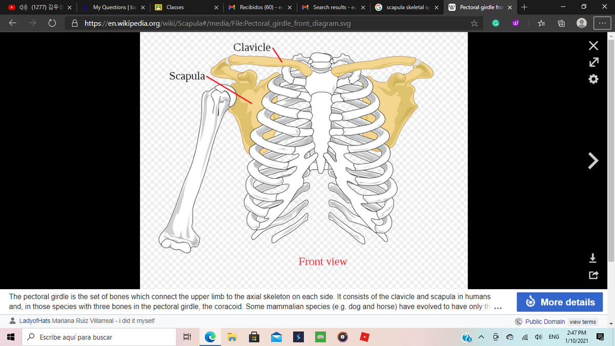D 디)(1277) 김우성
My Questions | ba ×
M Recibidos (60) - eu X
M Search results - eu
G scapula skeletal sy x
w Pectoral girdle fro X
Classes
A https://en.wikipedia.org/wiki/Scapula#/media/File:Pectoral_girdle_front_diagram.svg
G
Clavicle
Scapula-
>
Front view
The pectoral girdle is the set of bones which connect the upper limb to the axial skeleton on each side. It consists of the clavicle and scapula in humans
and, in those species with three bones in the pectoral girdle, the coracoid. Some mammalian species (e.g. dog and horse) have evolved to have only th ...
More details
2 LadyofHats Mariana Ruiz Villarreal - i did it myself
O Public Domain view terms
2:47 PM
P Escribe aquí para buscar
a 4)) ENG
1/10/2021
