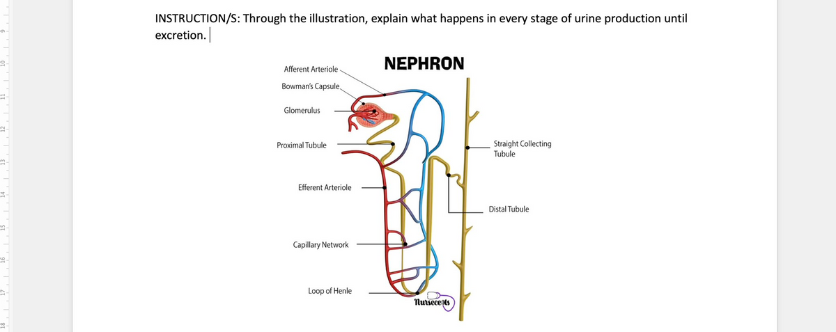 1.
E-
2
5
95
INSTRUCTION/S: Through the illustration, explain what happens in every stage of urine production until
excretion.
Afferent Arteriole
Bowman's Capsule
Glomerulus
Proximal Tubule
Efferent Arteriole
Capillary Network
Loop of Henle
NEPHRON
nursecepts
Straight Collecting
Tubule
Distal Tubule