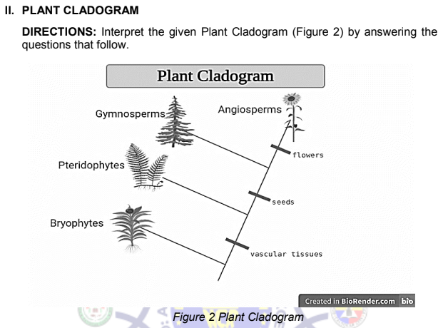 II. PLANT CLADOGRAM
DIRECTIONS: Interpret the given Plant Cladogram (Figure 2) by answering the
questions that follow.
Plant Cladogram
Gymnosperms
Angiosperms
flowers
Pteridophytes
seeds
Bryophytes
vascular tissues
Created in BioRender.com bio
Figure 2 Plant Cladogram
