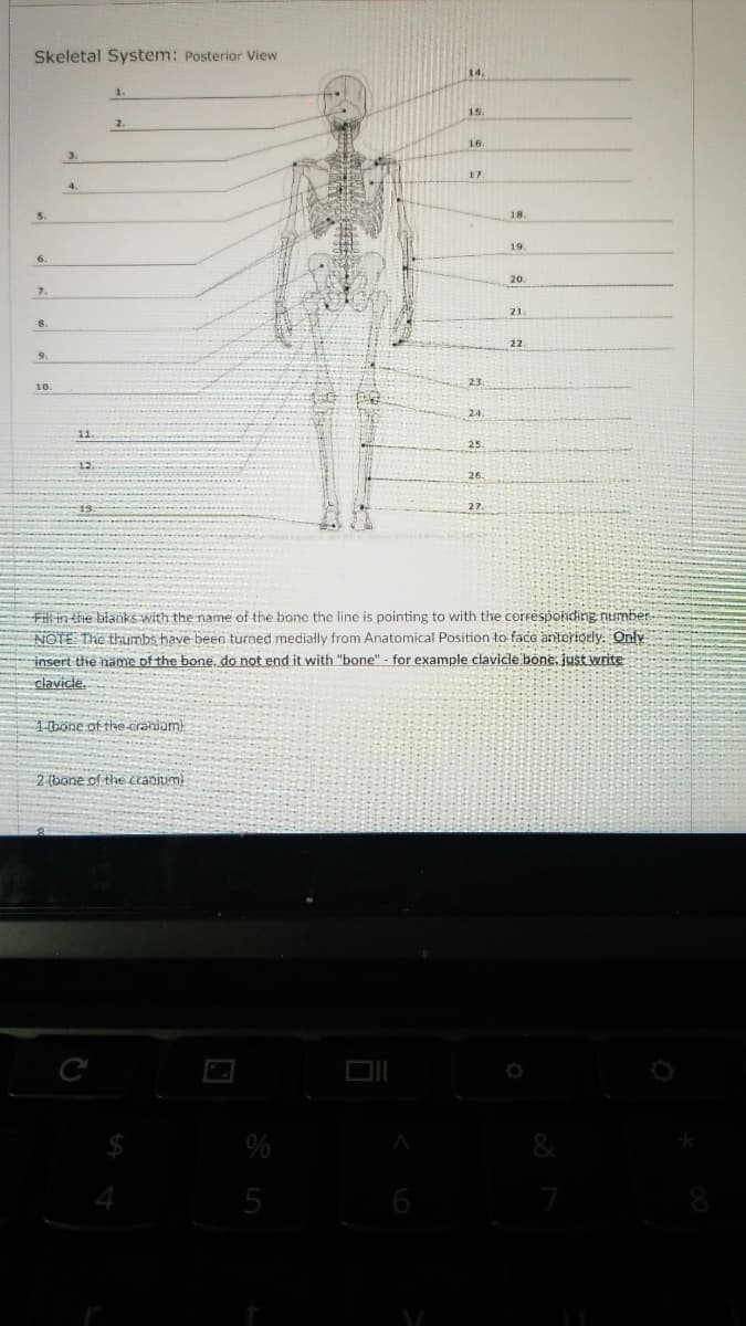 Skeletal System: Posterior View
5.
6.
7.
8.
9.
10
3.
4
11.
12.
1.
2.
1-bone of the cranium)
C
2 (bone of the cranium)
4
%
5
14.
A
15.
16.
17.
23.
24.
25.
26.
Fil in the blanks with the name of the bone the line is pointing to with the corresponding number.
NOTE: The thumbs have been turned medially from Anatomical Position to face anteriorly. Only
insert the name of the bone, do not end it with "bone" - for example clavicle bone: just write
clavicle.
27.
18.
19.
20.
21.
22.
&
8