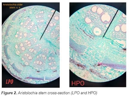 Aristolochia older
stem xS
LPO
НРО
Figure 2. Aristolochia stem cross-section (LPO and HPO)
