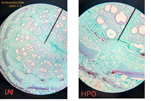 Aristolochia older
stem x. S.
LPO
HPO

