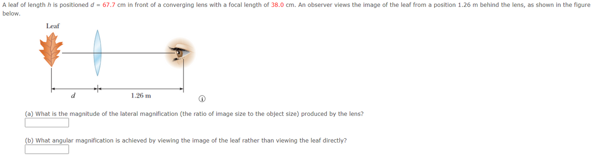 A leaf of length his positioned d = 67.7 cm in front of a converging lens with a focal length of 38.0 cm. An observer views the image of the leaf from a position 1.26 m behind the lens, as shown in the figure
below.
Leaf
d
1.26 m
i
(a) What is the magnitude of the lateral magnification (the ratio of image size to the object size) produced by the lens?
(b) What angular magnification is achieved by viewing the image of the leaf rather than viewing the leaf directly?