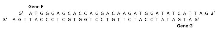 Gene F
5' ATGGGAGCACC AGGACA AGATGGATATCATTAG 3'
3 AGTTАСССТСGT GGTCстGттс ТАССТА ТAGTA 5
Gene G
