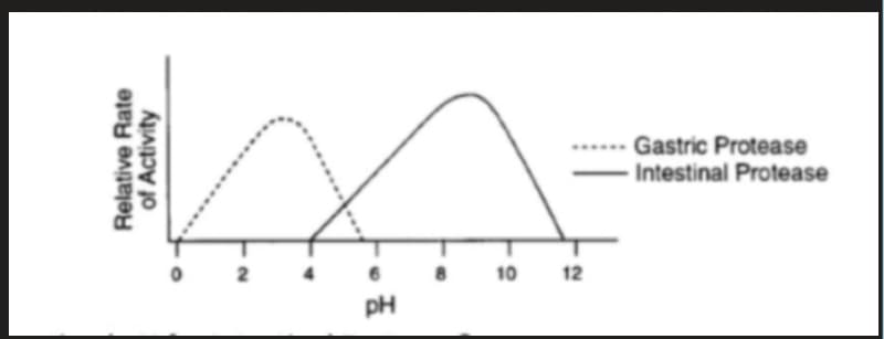 Gastric Protease
- Intestinal Protease
2
10
12
pH
Relative Rate
of Activity
