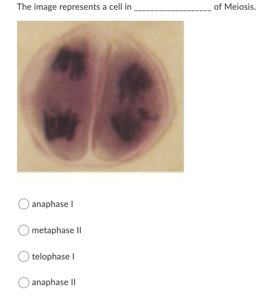 The image represents a cell in
of Meiosis.
anaphase I
O metaphase II
O telophase I
O anaphase II
