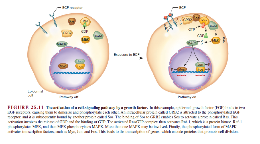 EGF receptor
EGF
Sos
Ras
Sos
GRB2
Ras
Raf-1
GDP
GTP
GRB2
Raf-1
GDP
MEK
MEK
MAPK
MAPKB
Exposure to EGF
Jun
Jun -P
Myc
Fos
Myc
Fos -P
Epidermal
cell
Pathway off
Pathway on
FIGURE 25.11 The activation of a cell-signaling pathway by a growth factor. In this example, epidermal growth factor (EGF) binds to two
EGF receptors, causing them to dimerize and phosphorylate each other. An intracellular protein called GRB2 is attracted to the phosphorylated EGF
receptor, and it is subsequently bound by another protein called Sos. The binding of Sos to GRB2 enables Sos to activate a protein called Ras. This
activation involves the release of GDP and the binding of GTP. The activated Ras/GTP complex then activates Raf-1, which is a protein kinase. Raf-1
phosphorylates MEK, and then MEK phosphorylates MAPK. More than one MAPK may be involved. Finally, the phosphorylated form of MAPK
activates transcription factors, such as Myc, Jun, and Fos. This leads to the transcription of genes, which encode proteins that promote cell division.
