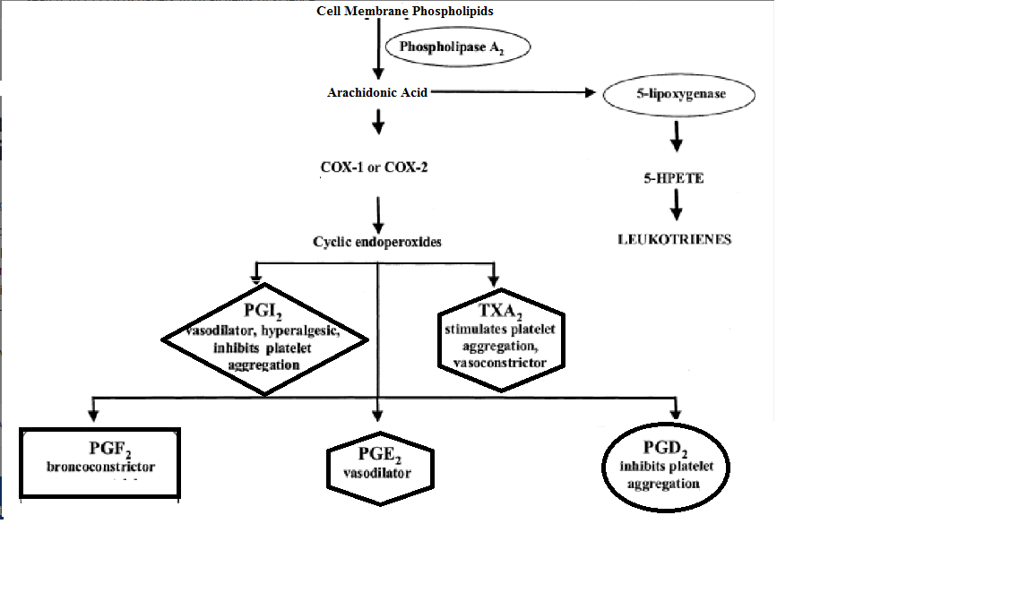 Cell Membrane Phospholipids
Phospholipase A,
Arachidonic Acid
5-lipoхуgenase
COX-1 or COX-2
5-HPETE
Cyclic endoperoxides
LEUKOTRIENES
PGI,
Vasodilator, hyperalgesic,
inhibits platelet
aggregation
ТХА,
stimulates platelet
aggregation,
vasoconstrictor
PGF,
PGD,
inhibits platelet
aggregation
PGE,
broncoconstrictor
vasodilator
