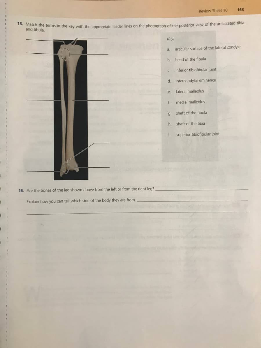 15. Match the terms in the key with the appropriate leader lines on the photograph of the posterior view of the articulated tibia
Review Sheet 10
163
and fibula.
Key:
a.
articular surface of the lateral condyle
b.
head of the fibula
C.
inferior tibiofibular joint
d.
intercondylar eminence
e.
lateral malleolus
f.
medial malleolus
g.
shaft of the fibula
h. shaft of the tibia
i.
superior tibiofibular joint
16. Are the bones of the leg shown above from the left or from the right leg?
Explain how you can tell which side of the body they are from.
